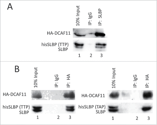 Figure 4. DCAF11 interacts with wild type, but not Thr 61/Ala mutant SLBP. (A) HeLa cells were transfected with HA-DCAF11 along with hisSLBP. Cells were treated with MG132 for the last 4 hrs before collection. Cells were lysed and immunoprecipitations with nonspecific IgG or anti-SLBP were performed. Whole cell extract (input) and immunoprecipitates were analyzed by western blot for indicated proteins. (B) HeLa cells were transfected with HA-DCAF11 along with wild type hisSLBP (TTP) or Thr61/Ala mutant hisSLBP (TAP). Whole cell extracts (input) were subjected to immunoprecipitation (IP) with either nonspesific IgG or anti-HA and immunoprecipitates were immunoblotted for indicated proteins.