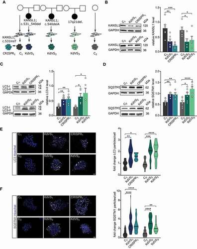 Figure 1. Autophagosome accumulation in KdVS patient-derived iPSCs. (A) Schematic overview of control and KdVS iPSC lines used in this study. (B) Quantification of KANSL1 protein levels relative to GAPDH and example western blots for all iPSC lines. n = 6 for C1; KdVS1; CRISPR1; n = 5 for C2; C2; KdVS2; KdVS3 (C) Example western blots and quantification for LC3-II protein levels relative to GAPDH. n = 8 for C1; KdVS1; CRISPR1; n = 5 for C2; KdVS2; and KdVS3. (D) Example western blots and quantification for SQSTM1 protein levels relative to GAPDH. n = 9 for C1; KdVS1; CRISPR1; n = 7 for C2; KdVS2; KdVS3. (E) Representative images and particle quantification for iPSC colonies stained for LC3. Scale bar: 20 µm. n = 11 for C1; KdVS1; n = 12 for CRISPR1; n = 16 for C2; n = 17 for KdVS2; n = 19 for KdVS3. Particle quantification was normalized to respective control line. (F) Representative images and particle quantification for iPSC colonies stained for SQSTM1. Scale bar: 20 µm. n = 39 for C1; n = 45 for KdVS1; n = 35 for CRISPR1; n = 16 for C2; n = 17 for KdVS2; n = 19 for KdVS3. Kruskal-Wallis and Dunn’s multiple comparison test was preformed to test for significant differences. Data presented in this figure were collected in at least 3 independent experiments. Statistically significant differences were tested through ordinary one-way ANOVA and Sidaks’s multiple comparison test, if not mentioned differently. *P < 0.05, **P < 0.01, ***P < 0.005, ****P < 0.0001.