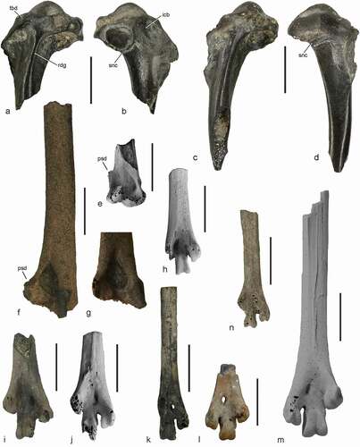 Figure 1. (a)‒(l), (n) Bones from the early Eocene of the Nanjemoy Formation, which are assigned to the Charadriiformes, Procellariiformes, and Messelornithidae, in comparison to (m) a messelornithid from the early Eocene Belgium. (a), (b) Charadriiformes, gen et sp. indet., proximal end of left humerus (USNM PAL 771602) in caudal (a) and cranial (b) view. (c), (d) Charadriiformes, gen et sp. indet., proximal end of left humerus (USNM PAL 771603) in caudal (c) and cranial (d) view. (e) Distal end of right humerus of a charadriiform bird (SMF Av 619) described by Mayr (Citation2016); cranial view. (f), (g) Distal end of right humerus (USNM PAL 496374), which was assigned to the Scolopaci by Olson (Citation1999) in cranioventral (f) and cranial (g) view; this bone is here considered to be from a procellariiform bird. (h) Distal end of a left tarsometatarsus (SMF Av 617), which was tentatively assigned to the Procellariiformes by Mayr (Citation2016); plantar view. (i) Distal end of right tarsometatarsus (USNM PAL 496375), which was assigned to the Scolopaci by Olson (Citation1999); plantar view. (j) Distal end of right tarsometatarsus (SMF Av 622), which was tentatively assigned to the Messelornithidae by Mayr (Citation2016); plantar view. (k) Distal end of a right tarsometatarsus (USNM PAL 496419), which was tentatively assigned to Coturnipes by Olson (Citation1999). (l) Distal end of the left tarsometatarsus of Coturnipes cooperi from the early Eocene of the London Clay (holotype; NHMUK A 3706); plantar view. (m) Distal portion of the left tarsometatarsus of an unnamed species of the Messelornithidae from the early Eocene of Egem in Belgium (IRSNB Av 170); plantar view. (n) Distal portion of an undetermined charadriiform-like right tarsometatarsus in plantar view (USNM PAL 771607). Abbreviations: icb, impressio coracobrachialis; psd, processus supracondylaris dorsalis; rdg, ridge formed by caudal surface of shaft; snc, sulcus nervi coracobrachialis; tbd, tuberculum dorsale. The scale bars equal 5 mm. [Colour online].