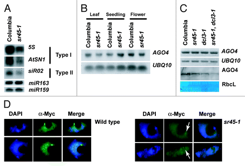 Figure 4. Placement of SR45 in RdDM pathway. (A) RNA gel blots showing siRNAs abundance at both type I and II loci. Hybridization with miR163 is shown as a loading control for 5S siRNAs and hybridization with miR159 is shown as a loading control for AtSN1 and siR02. (B) RNA gel blot showing AGO4 expression in leaves, seedlings, and flowers. Hybridization with UBQ10 is shown as a loading control. (C) RT-PCR and protein gel blot showing the expression and abundance of AGO4/AGO4. UBQ10 expression is showed as a loading control for RT-PCR and amido black staining of the RUBISCO large subunit is shown as a loading control for the protein gel blot. (D) Immunofluorescent microscopy showing AGO4 localization in 4xmyc::AGO4 (Columbia) and 4xmyc::AGO4 (sr45–1) backgrounds. White arrows indicate the position of AGO4 in the sr45–1 panel.