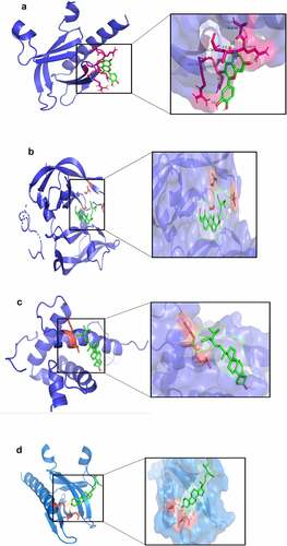 Figure 5. 3D molecular docking diagrams of active ingredients and targets. (a) AKT1 and quercetin, (b) VEGFA and stigmasterol, (c) TP53 and stigmasterol, and (d) AKT1 and stigmasterol. Molecular docking data indicated that the binding capacity of AKT1 and stigmasterol (D) was significant