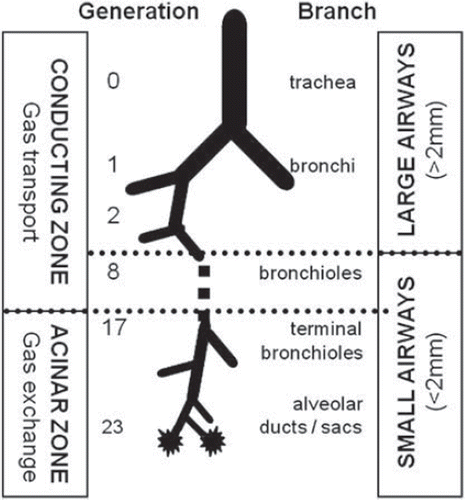 Figure 1. Airway dimensions and physiological compartments of the tracheobronchial tree.