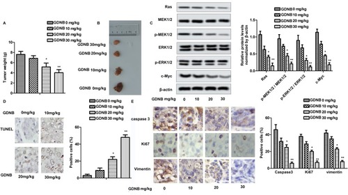 Figure 5 GDNB inhibits tumor formation in vivo through the ERK pathway. Lung tumor-bearing mice were randomly divided into 4 groups (ten in each group): Control group (0.9% saline) and Administration groups (10, 20, 30 mg/kg GDNB). (A) Tumor weight. (B) Tumor image. (C) The protein levels of Ras, c-Myc, MEK1/2, p-MEK1/2, ERK1/2 and p-ERK1/2 were measured by Western blotting. (D) The number of apoptotic tumor cells was detected by TUNEL assay. (E) The expression of caspase 3, ki67 and vimentin in tumor tissues was measured by IHC. (*p < 0.05, **p <0.01 vs control group).