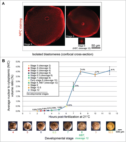 Figure 2. Nuclear scaling in early Xenopus embryos. (A) Isolated blastomeres from different stage X. laevis embryos were stained with mAb414 antibody against the NPC and imaged by confocal microscopy. (B) Average nuclear and cell volumes were quantified for the indicated stages of development, and used to obtain average nuclear-to-cytoplasmic (N/C) volume ratios. Error bars are SE. Images used with permission fromCitation71.