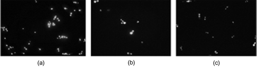 Figure 2 Fluorescence micrographs of Candida albicans cells showing their viability after 24-h incubation in YNB, in the absence (a) or in the presence (b) of EtE. (c) negative control.
