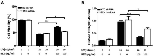 Figure 3 TXN1 mediates BEX-induced cytoprotection against UV. Primary skin keratinocytes were first transfected with NTC or TXN1 shRNA. Cells were then treated with or without BEX (100 µg/mL) for 30 minutes prior to UV radiation. (A) Cell viability (MTT assay) and (B) cell apoptosis (Histone DNA ELISA assay) was tested. Results are represented as means ± SEM (Two-way ANOVA analysis). *p<0.05, ***p<0.001 compared to control groups.