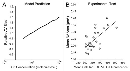 Figure 9. The model predicted a positive correlation between cellular LC3 concentration and autophagic vesicle size. (A) The model was used to generate predictions for a range of relative LC3 concentrations (normalized to the value used in the model, 100,000 molecules/cell) and resulting outputs of relative autophagic vesicle size. In this analysis, we assumed that the size of a vesicle was proportional to X. Simulation results were reported after 90 min treatment with DMSO + BafA1 (matching the time of pre-treatment and treatment in previous experiments). (B) A polyclonal population of U2OS-EGFP-LC3 cells was treated with full-nutrient media and BafA1 for 90 min (matching the time of preincubation and treatment for previous experiments) and imaged. The mean fluorescent intensity of the green channel (an indicator of relative EGFP-LC3 levels) and mean area of AVs (in µm2) was plotted for individual cells (n = 27). The solid trendline indicates a positive correlation, which is consistent with the model prediction in (A).