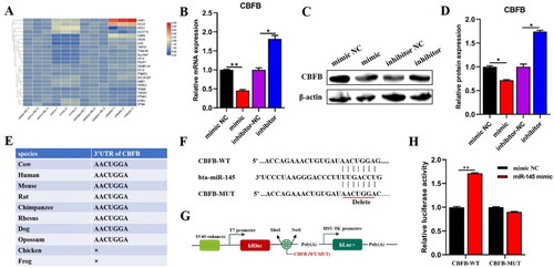 Figure 5. CBFB was the direct target gene of miR-145 and negatively regulated by miR-145. (A) the expression levels of 23 potential target genes were detected by qRT-PCR after transfected miR-145 mimic or inhibitor into BMECs for 48 h. (B) the mRNA level of CBFB was explored by qRT-PCR. (C) the protein level of CBFB was explored by Western blot. (D) the relative protein level of CBFB was calculated by ImageJ. (E) the Conservative binding seeds in the 3’UTR of CBFB were predicted by TargetScan in 10 different species. (F) The potential binding sites between miR-145 and CBFB. (G) Insert CBFB-WT or MUT sequences into psi-Check2 vector. (E) Dual-luciferase reporter assay was carried out to identify the binding capacity between miR-145 and CBFB. Data are means ± SE of n = 3 independent experiments, each performed in triplicate, and normalized to GAPDH. *, p < .05 and **, p < .01.