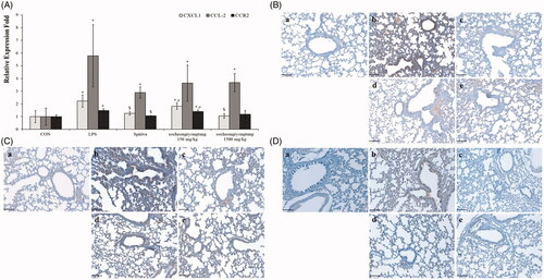 Figure 5. Socheongryongtang down-regulated the expression of CXCL1, CCL-2 and CCR2. (A) Socheongryongtang statistically significantly inhibited the DNA level of CXCL1 and trended towards suppressing the levels of CCL-2 and CCR2. (B) Socheongryongtang significantly suppressed the CXCL1 expression with 150 mg/kg treatment to an extent similar to that by Spiriva treatment. Socheongryongtang down-regulated the expression of CCL2 (C) and CCR2 (D). Each bar represents the mean ± SD (N = 8). Arrow, positive cells. *p < 0.05 vs. control group; $p < 0.05 vs. LPS intranasal instillation group; #p < 0.05 vs. Spiriva treatment group. Magnification, ×200.
