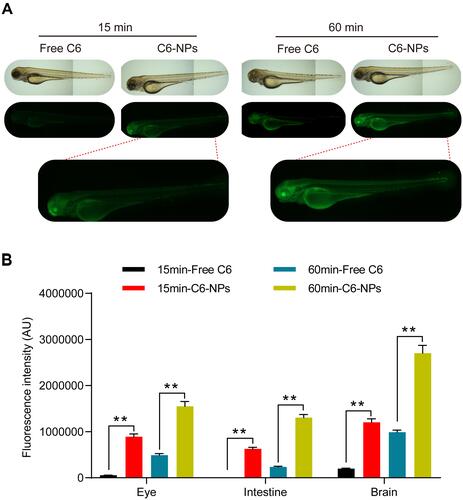 Figure 3 Assessment of the in vivo biodistribution of C6-NPs. (A) Zebrafish larvae (7 dpf) were treated with C6-NPs (400 ng/mL) for 15 or 60 min. Scale bar: 100 μm. (B) The quantitative statistical chart of fluorescence intensity in zebrafish. **Indicates P < 0.01.