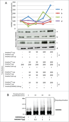 Figure 5. Increasing levels of hMDMXp60 induces oscillation in hMDM2 expression levels in H1299 cells. (A) Expression of a fixed amount of hmdm2 and increasing levels of either (a) hMDMXp60 alone or (b) together with a fixed amount of hmdmxfl, or (c) increasing levels of both isoforms. The hmdm2(C464A) mutant (d) is E3 ligase dead and is not affected by hMDMXp60 (Fig. S4A and B). (B) In vitro autoubiquitination of recombinant hMDM2 in the presence of increasing levels of hMDMXp60. Data shows one representative experiment out of 3 (Fig. S5A and B).