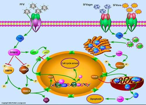 Figure 5. Diagram of the cell proliferation mechanism induced by different foamy virus Tas proteins through cell cycle arrest or apoptosis. For the inhibition of cell proliferation induced by SFVagm or SFVora Tas protein, Foxo3a is upregulated via generation of ROS and initiation of ERS, and which ultimately accounts for the activation of the mitochondrial apoptosis pathway. PFV Tas protein promotes G0/G1 phase arrest through the p53-p21 signaling pathway and AMPK-HDAC4 signaling pathway, which are induced by the upregulated PPM1E.