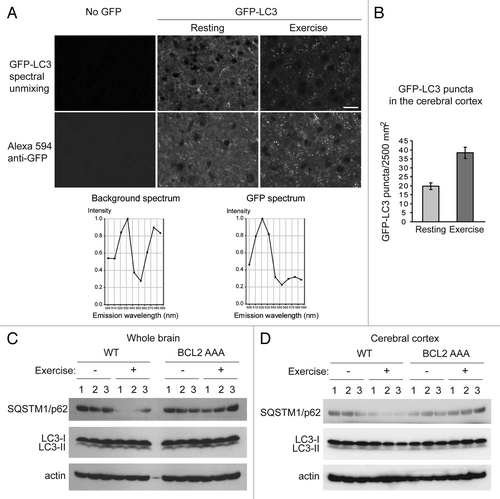 Figure 1. Autophagy is induced by exercise in the brain. (A) Representative images of GFP-LC3 puncta in the cerebral cortex from wild-type GFP-LC3 mice at rest and after 95 min of exercise. The top panel shows the GFP-LC3 puncta in the brain after the auto-fluorescent signals were removed by spectral unmixing analyses. For spectral unmixing, images were acquired under a Zeiss 63x 1.4 NA PLAN-APOCHROMAT objective using a Zeiss LSM510 microscope equipped with a META multispectral detector at excitation of 488 nm. Linear unmixing was performed using the Zeiss LSM software by subtracting background (no GFP) peaks of 533 nm and 575 nm from the GFP spectrum, which peaked at 520 nm in tissue sections from GFP-LC3 mice. The bottom panel shows representative images of GFP immunofluorescence staining in cerebral crotex from the same wild-type GFP-LC3 at rest and after 95 min of exercise. Brain sections were stained with an anti-GFP antibody and an Alexa Fluor 594-conjugated secondary antibody. Scale bar: 20 μm. (B) Quantification of GFP-LC3 puncta shown in (A). A minimum of 8 fields per mouse was analyzed. Results shown represent mean ± s.d. for 3 mice per experimental group. (C and D) Biochemical analysis of autophagy induction in extracts of whole brain (C) or cerebral cortex (D) from wild-type (WT) and BCL2 AAA mice at rest (-) or after 95 min of exercise by western blot detection of SQSTM1/p62 and LC3-II conversion. Actin was used as a loading control. Three mice per experimental group are shown.