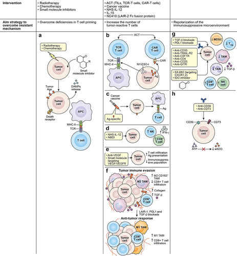 Figure 2. Strategies to overcome associated mechanisms contributing to immunotherapy resistance. (a) Chemotherapy, radiotherapy, and small molecule inhibitors are among the strategies used to overcome deficiencies in T-cell priming. These agents can induce ICD in tumor cells causing the release of antigens and DAMPs, allowing the recruitment and maturation of APCs and the presentation of targetable antigens to effector T cells. Other interventions are used to increase the number of tumor-reactive T cells interacting in the TME, such as (b) ACT using TCR T cell or CAR T cell. TCR T directed against specific cancer antigens (testis antigen, NY-ESO-1) can recognize the antigen through MCH molecules and CAR T cells act in an MHC-independent manner targeting cell surface antigens. (c) the use of cancer vaccines is also used to expand tumor-specific T cell populations, broaden the T cell repertoire, and promote the transport of T cells to tumor lesions. Additionally, the use of (d) immunostimulatory cytokines such as NHS-IL-12 or N803 can promote the enhancement of effector cell recruitment and boost CD8+ T cell and NK cell cytolytic functions. (e) physical barriers also prevent the infiltration of effector T cells in the TME, and tumor vasculature represents one of these barriers. Therefore, VEGF targeting using small molecule inhibitors or mAbs represents an effective strategy to disrupt angiogenic pathways that are fostering the aberrant vasculature. (f) another physical barrier is the extracellular matrix that is composed mainly of collagen. Collagen is produced by TAMs, CAFs, and tumor cells and can impair immune activity through interactions with LAIR-1. Blockade of LAIR-1 combined with PD-1, and TGF-β blockade can increase M1 TAMs population, CD8+ T cell infiltration, while decreasing TGF-β and collagen. Figure adapted from J Clin Invest. 2022;132Citation8: e155148. https://doi.Org/10.1172/JCI155148. lastly, repolarization of the immunosuppressive microenvironment as an alternative strategy to overcome certain resistant mechanisms can be achieved by (g) the use of mAbs targeting CD33 and TRAIL-R2 receptors expressed in tumor cells were demonstrated to eliminate MDSCs. The use of anti-CFR-1 were demonstrated to eliminate M2 macrophages. Likewise, the depletion of tregs using anti-CD4, anti-CD25 or anti-GITR in combination with ICI have shown to improve CD8+ T cell activity. Another approach uses to decrease the immunosuppressive population that abrogates the effect of ICIs, is the use of small molecule inhibitors targeting CXCR1/2 which are receptors to chemokines essential for the recruitment of MDSCs and TANs. Growing evidence have shown that blocking TGF-b and PD-L1 simultaneously can decrease immunosuppressive population in the TME. (h) the use of inhibitors against IDO enzyme, halt the conversion of tryptophan to kynurenine allowing the increase of NK cells and CD8+ T cell and the decrease of Tregs.