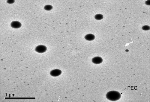 Figure 4 Morphology of the selected vesicle (PB15).Abbreviation: PB, PEGylated bilosome.