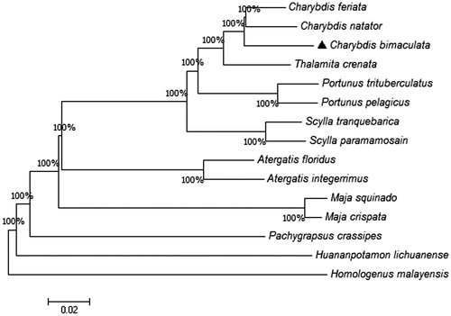 Figure 1. Phylogenetic tree inferred from the amino acid sequences of the 13 PCGs in the mitogenome. The complete mitochondrial genomes were downloaded from GenBank and the phylogenic tree was constructed by Neighbor-Joining method with 1000 bootstrap replicates.