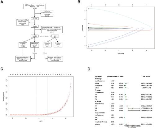 Figure 1 The flow chart and the screening of BCBM related variables. (A) The flow chart. There are 16,972 patients included in this study based on the inclusion and exclusion criteria. (B and C) LASSO regression is used to screen variables. (D) Forest plots are used to delineate the independent risk factors of BCBM.