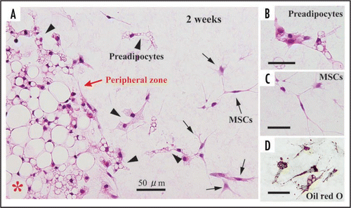Figure 5 Development of preadipocytes and MSCs at the peripheral zone of adipose tissue fragments derived from 1-week-old rats. (A) At 2 weeks in culture, preadipocytes and MSCs appear actively at the peripheral part of the fragment. Preadipocytes (arrowheds) have fine lipid droplets in the cytoplasm. MSCs without lipid droplets (C) are also seen. (D) Lipid droplets (red in color) are confirmed by oil red O staining. (A, B and C), H-E staining. *central zone of tissue fragment.