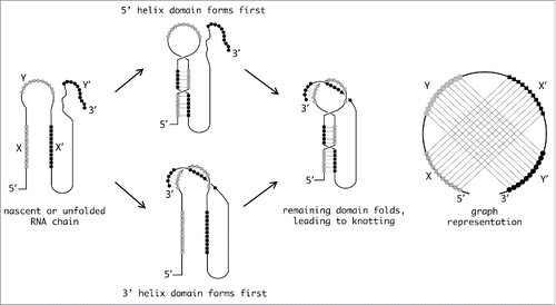 Figure 3. Possible pathways leading to RNA knotting. The sketch illustrates possible pathways through which two sets of interleaved self-complementary sequences (marked with squares and circles, respectively) can fold and produce a knotted RNA structure. The latter is tied in a figure-of-eight knot and the diagram representing the two helices features the characteristic pseudoknot crossings.