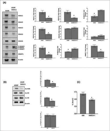 Figure 2. Expression of different HDACs, acetylated histones and global DNA methylation in A549 and A549DOX11 cells. Protein extract from A549 and A549DOX11 cells was subjected to Western blot analysis using the following antibodies: (A) HDAC1,2,3,4,6, phosphor-HDAC4, 5 and 7 and DNMT1 antibodies or (B) acetyl-histone H4 (Lys8), acetyl-H3 (lys9), and acetyl-histone H2B (Lys5) antibodies. The same blot was reprobed with Actin antibody as loading control. Left side: representative blots, Right side: quantification of the relative intensity of individual bands using the image studio™ Lite-Western blot analysis Program (LI-COR Biosciences, Lincoln, NE) normalized to the corresponding actin level. (C) global DNA methylation of both cell lines, genomic DNA was extracted and global DNA methylation was detected. ★, significantly different from the A549 cells (P < 0.05). 5mC =5-methylcytosine