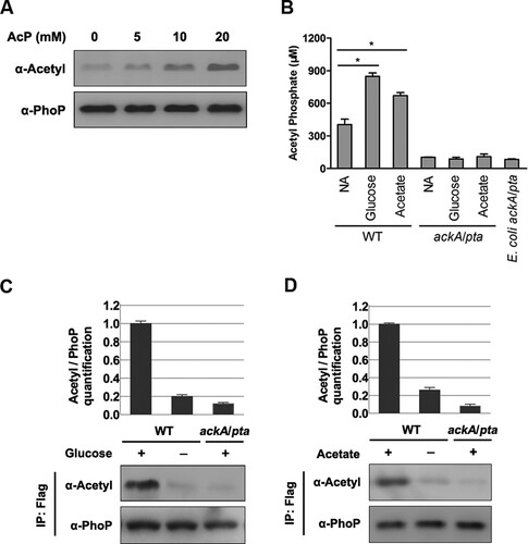 Figure 1. AcP is involved in the acetylation of PhoP. A, The acetylation level of PhoP after AcP treatment. The acetylation levels of AcP treated PhoP were detected by the pan-specific anti-acetyllysine antibody (α-Acetyl). B, The intracellular concentrations of AcP with independent glucose and acetate supplementation. Error bars show standard deviations (SDs) of triplicate measurements. C, The acetylation level of PhoP with glucose supplementation. The chromosomal phoP-Flag-tagged S. typhimurium (phoP-Flag) was cultured with or without glucose supplementation, and the phoP-Flag on the ackA/pta double deletion mutant background was cultured with glucose supplementation. PhoP was immunoprecipitated using the anti-Flag antibody. The acetylation level of PhoP was determined using the pan-specific anti-acetyllysine antibody (α-Acetyl). Relative acetylation level over PhoP was quantified (top panel). Error bars represent ± SD for triplicate experiments. D, The acetylation level of PhoP with acetate supplementation. The chromosomal phoP-Flag-tagged S. typhimurium (phoP-Flag) was cultured with or without acetate supplementation, and phoP-Flag on the ackA/pta double deletion mutant background was cultured in LB with acetate supplementation. PhoP was immunoprecipitated by anti-Flag M2 antibody. The acetylation level of PhoP was detected by the anti-acetyllysine antibody (α-Acetyl). *, P < .05, Student’s t-test.