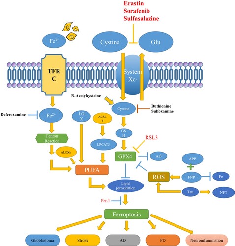 Figure 8. Signalling pathways of ferroptosis and associated NDDs.