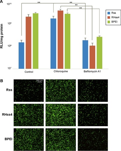 Figure 9 Effect of chloroquine or bafilomycin A1 on transgene expression activity of polyplexes.Notes: (A) Luciferase expression. (B) EGFP expression. Data are expressed as mean ± SD (n=3). **P<0.01.Abbreviations: BPEI, branched polyethylenimine; EGFP, enhanced green fluorescent protein; RHss, reducible chimeric polypeptide containing two functional peptides: octa-d-arginine and tetra-l-histidine peptides; RLU, relative luciferase unit; Rss, single cross-linked R8 peptide; SD, standard deviation.