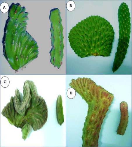 Figure 1. Morphological features of fasciated (left-side) versus symptomless (right-side) stems of E. coerulescens (A), O. cylindrica (B), O. gigantea (C), and S. stapelliformis (D).