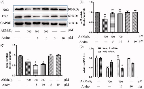 Figure 3. Andro enhanced on the expression of Nrf2 and Keap1 proteins and mRNA in PC12 cells induced by Al(mal)3. Cells were incubated with 700 μM Al(mal)3 and 5 or 10 μM Andro for 24 h. The expression of Nrf2 and Keap1 were detected by western blot, GAPDH was used as loading control (A); Quantitative analysis of Nrf2 (B) and Keap1 (C) protein expression levels; The levels of Nrf2 and Keap1 (D) mRNA were analysed using RT-qPCR. *p < 0.05, **p < 0.01 versus the control, #p < 0.05, ##p < 0.01 versus Al(mal)3 group was considered statistically significant differences (n = 3).