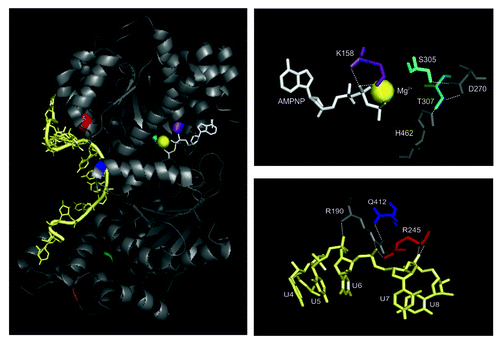 Figure 2. Interactions of the ATP analog and ssRNA with the helicase core. Left panel: Amino acids that were mutated to dissect Mss116p’s function in splicing of yeast mitochondrial introns are highlighted: K158, violet; S305, cyan; T307, dark cyan; Q412, blue; R245, red; I551, green; K569 – orange; the RNA is colored in pale yellow and AMPNP in white. The Mg2+ ion is represented as bright yellow sphere. Note that I551 and K569 are shown to indicate the start site of truncations in respective Mss116p mutants. Right panel: Conserved amino acids of the RecA-like domains contacting the non-hydrolyzable ATP analog (AMPNP; upper right panel) and RNA (lower right panel), respectively.