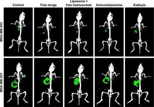 Figure 8 3D reconstruction of MDA-MB-453 and MDA-MB-231 bearing mice.Note: Primary tumors (●) and metastasis (●) were observed by bioluminescence 50 days after tumor engraftment (n≥3 per group). Abbreviations: MDA-MB, derived from metastatic site: mammary breast; 3D, three-dimensional.