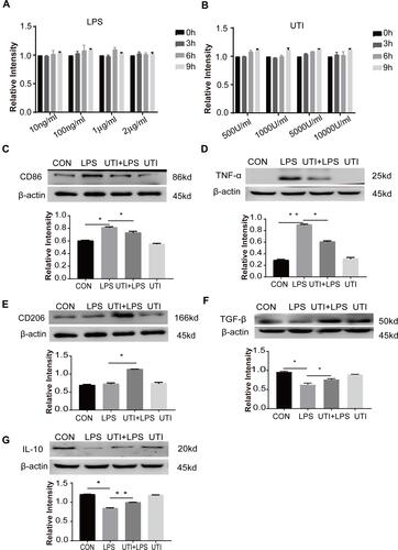 Figure 1 Effects of UTI and LPS on viability of BMDM. In the range of 10–2000 ng/mL, LPS (A) did not affect the cell viability at 0–9 h. UTI (B) at the concentration between 500 U/mL and 104 U/mL did not affect the viability of cells at 0–9 h. UTI regulated polarization of M1 to M2 macrophage when incubated with LPS. Western blot showing expression level of CD86 (C) and TNF-α (D) that was markedly increased in the LPS group when compared with the control group; it was significantly decreased when pretreated with UTI. CD206 (E), TGF-β (F) and IL-10 (G) expression was markedly decreased in the LPS group in comparison with the control group; it was augmented when pretreated with UTI. *p<0.05; **p<0.01.