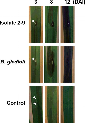 Figure 6. Symptom development of bacterial leaf rot in Cymbidium plants experimentally infected with isolate 2-9 and B. gladioli pv. alliicola (B. gladioli).