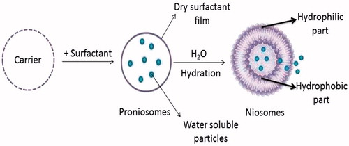 Figure 3. Niosomes formation from provesicular forms by hydration.