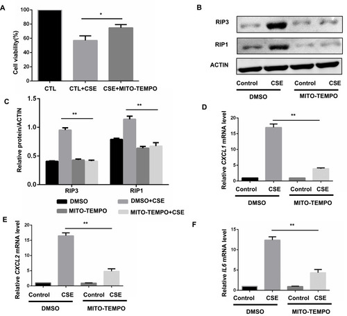 Figure 4 MitoROS mediate CSE-induced necroptosis and inflammatory responses in BMDMS. (A) After pretreated with MITO-TEMPO (10 μM) or vehicle, BMDMS were incubated with 2% CSE for 24h, and cell death was determined by CCK8 assay. (B and C) After pretreated with MITO-TEMPO or vehicle, BMDMS were incubated with 1% CSE for 8h and cell lysates were then subjected to Western blotting for RIPK3 and RIPK1. (D–F) BMDMs were incubated with 1%CSE for 24h in the absence or presence of the MITO-TEMPO. Relative mRNA levels of CXCL1, CXCL2 and IL6 were detected by qRT-PCR. Data are mean ± SEM of 3 independent experiments. Western blot data are representative of 3 independent experiments. *P < 0.05, **P < 0.01 (Student’s t-test).