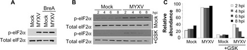 Figure 4 Phosphorylation of eIF2alpha: (A) U266 cells were either mock-infected or infected with MYXV at MOI =10 and subsequently incubated with 1 µM BreA. Six hours after infection, phosphorylation of eIF2α was analyzed using immunoblot. (B) U266 cells were pretreated for 30 minutes with the PERK-specific inhibitor GSK2606414 at a final concentration of 10 nM. Cells were mock-infected or infected with MYXV at MOI =10. At the indicated time points, cells were harvested, and the phosphorylation of eIF2α was analyzed using immunoblot. (C) Densitometry quantitation of data shown in (B).