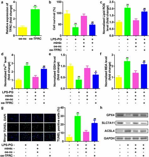 Figure 6. Upregulated TFRC inhibited the effects of downregulated miR-370. (a) qRT-PCR analyses of TFRC expression levels. (b) Cell viability is measured using an MTT assay after cotransfection in PDLSCs treated with LPS-PG. (c-f) Levels of ROS, Fe2+, GSH, and MDA in PDLSCs treated with LPS-PG after cotransfection. (g) Images and quantized bar chart of TUNEL stained cells. (h) Expression of GPX4, SLC7A11, and ACSL4 proteins detected by western blotting.