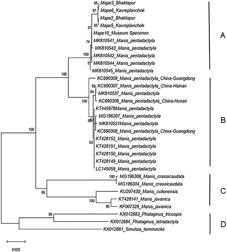 Figure 2. Unrooted mitochondrial DNA subunit c cytochrome oxidase subunit 1 neighbor-joining tree based on a Kimura-2-Parameter (K2P) model of evolutionary change. The tree shows the relationships of Manis pentadactyla samples from Nepal with M. pentadactyla samples from China and unknown origins as well as with other Asian and African pangolin species downloaded from GenBank (taxa with accession numbers). The NJ tree has four major groups – A = M. pentadactyla group from Nepal and unknown origins, B = M. pentadactyla group from China and unknown origins, C = Asian pangolin group, and D = African pangolin group. Values at node represent bootstrap values from 500 replicates. Scale bar represents two nucleotide substitutions for every 100 nucleotides. Geographic location of origin of samples when available are mentioned following species name for sequences acquired from the GenBank.