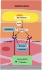 Figure 1 The endothelin pathway. Endothelin-1 and the endothelin receptor pathway. Dual endothelin receptor antagonists, such as macitentan, block the binding of endothelin-1 to both the ETA and ETB receptor and block the downstream vasoconstricting effects. Reproduced from Lai YC, Potoka KC, Champion HC, et al. Pulmonary arterial hypertension: the clinical syndrome, Circulation Research, 115, 1, 115–130, https://www.ahajournals.org/.Citation15