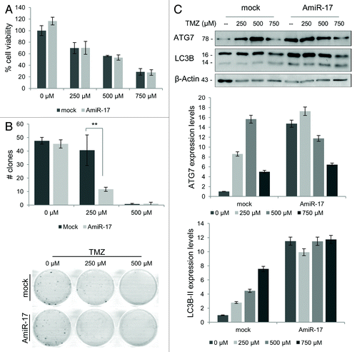 Figure 6. Combined effects of TMZ and miR-17 inhibitor (AmiR-17) treatment on short/long-term viability and ATG7/LC3B protein expression in T98G cells. T98G cells are transfected with AmiR-17 (2.5 μM) and, after 24 h, treated with TMZ (0−250−500 μM). (A) Short-term viability in T98G cells is evaluated using MTT assay after 48 h p.t. (B) For T98G long-term viability a clonogenic assay is performed after a two-weeks culturing condition. Statistics (number of clones and mean of each treatment) are reported in Table S1. (C) ATG7 and LC3B expression are evaluated by immunoblotting. For densitometric analysis, LC3B-II expression levels are calculated normalizing LC3B-II to β-actin expression, according to the current autophagy guidelines.Citation33 Results are normalized to mock untreated samples. **P < 0.001.