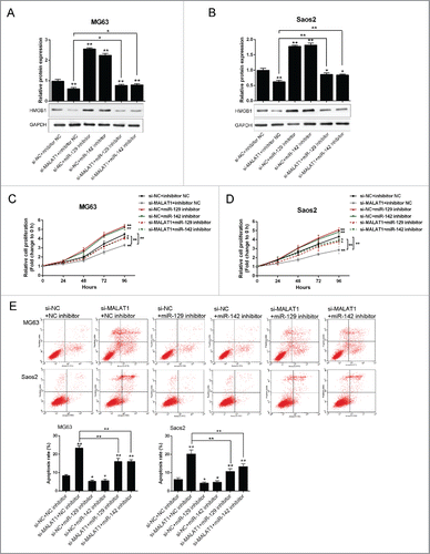 Figure 5. The role of MALAT1 and miR-142–3p/129–5p in OS proliferation and apoptosis (A) and (B) The protein expression of HMGB1 in MG63 and Saos2 was monitored in response to co-transfection with si-NC/si-MALAT1 and miR-142–3p/129–5p using Western blot assays. (C) and (D) The proliferation of MG63 and Saos2 cells was monitored in response to co-transfection with si-NC/si-MALAT1 and miR-142–3p/129–5p using MTT assays. (E) The apoptosis of MG63 and Saos2 cells was monitored in response to co-transfection with si-NC/si-MALAT1 and miR-142–3p/129–5p using Flow cytometer assays. The data were presented as mean ± SD of 3 independent experiments.