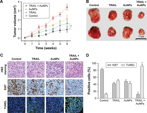 Figure 9 In vivo efficacy of TRAIL combined with AuNPs in a BALB/c nude mice model of NSCLC.Notes: (A) Tumor volume was measured weekly after treatment with PBS (control), TRAIL (10 mg/kg), AuNPs (100 μg), or TRAIL (10 mg/kg) + AuNPs (100 μg). Values are mean ± SD (n=10). (B) Representative images of tumor mass derived from different treatments are shown. (C) Sections of tumor tissues with different treatments were stained with H&E (top panel). Immunohistochemistry was performed to evaluate the expressions of Ki67 in tumor tissues (middle panel). Fluorescent TUNEL labeling for analysis of apoptosis of tumor tissues derived from different treatments (bottom panel). Magnification ×100. (D) Quantification of Ki67- and TUNEL-positive cells in tumor tissues. TRAIL combined with AuNPs reduces tumor growth due to a lower number of proliferating cells or higher apoptotic cells as compared to the control. *P<0.05, compared to TRAIL-treated group.Abbreviations: AuNPs, gold nanoparticles; H&E, hematoxylin and eosin; NSCLC, non-small-cell lung cancer; PBS, phosphate-buffered saline; SD, standard deviation; TRAIL, tumor necrosis factor-related apoptosis-inducing ligand; TUNEL, terminal deoxynucleotidyl transferase-mediated dUTP nick end labeling.