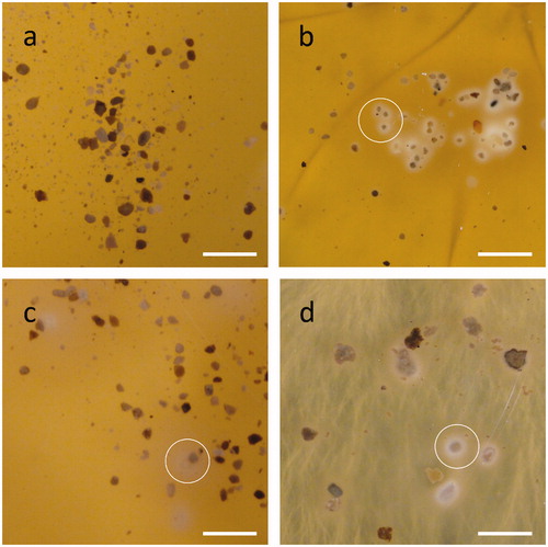 Figure 1. Fungal interaction with rock phosphate (RP) particles on MEA plates. Images show RP incubated with (a) no fungal inoculant, (b) Aspergillus niger, (c) Trametes versicolor, and (d) Serpula himantioides for 7 days at 25 °C in the dark, with examples of mineral precipitation or dissolution circled. Scale bars: 1 mm. Images shown are typical of several images.