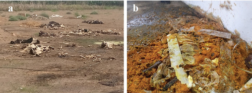 Figure 7. Deliberately killed highbred cattle (a) and mixing crop with oil and fuels (b) in Woreda Raya Azebo.