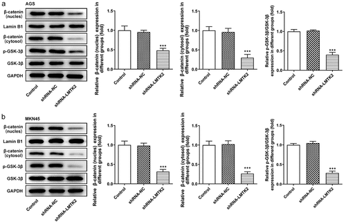 Figure 4. The expression levels of GSK-3β, p-GSK-3β, β-catenin (nucleus) and lamin B1 in (a) the AGS and (b) the MKN45 cell lines were assessed using western blotting. ***P < 0.001.