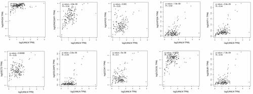 Figure 9 Correlation analysis of ANLN and associated gene expression in CESC, ESCA, HNSC, and KIRC samples.