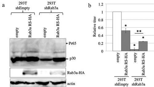 Figure 2. Rab3a is required for MLV Gag protein expression. (a) Control and Rab3a-silenced 293 T cells were transfected with amphotropic MLV vector construction plasmids together with pcDNA3.1 or Rab3a RS-HA expression plasmid. Cell lysates prepared from the transfected cells were analysed by western blotting using the antiMLV Gag p30, antiHA, or antiactin antibody. This experiment was repeated two times. (b) Transduction titres of the culture supernatants obtained from the transfected cells were measured. The transduction titres of the control cells transfected with pcDNA3.1 were always set to 1. Relative values to the transduction titres of the control cells transfected with pcDNA3.1 ± SD are indicated. Single asterisks indicate significant differences compared with the titres of the control cells transfected with pcDNA3.1. Double asterisks indicate significant differences compared with the titres of Rab3a-silenced cells transfected with cDNA3.1. This experiment was repeated three times.