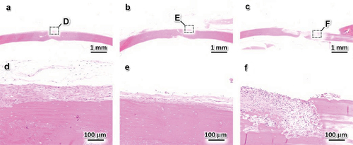 Figure 7. Hematoxylin-eosin-stained sections 4 weeks after the implantation of NT (a, d), Cu10 (b, e), and pure Cu (c, f). (d – f) magnified views of the regions indicated by black squares in panels (a – c).