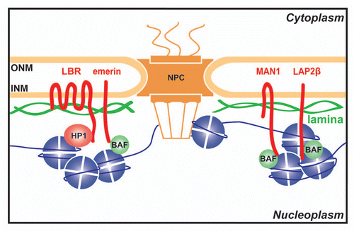 Figure 1 NE proteins interact with chromatin proteins. The NE consists of outer (ONM) and inner (INM) nuclear membranes that fuse where the nuclear pore complexes (NPCs) are inserted. Both ONM and INM contain membrane spanning proteins that are generally referred to as NETs for Nuclear Envelope Transmembrane protein. Underlying the INM is the lamin intermediate filament polymer (green). The INM harbors a specific set of NETs (red), which together with the lamins are referred to as the lamina. Lamins, NETs and NPCs can all interact with chromatin components like Barrier-to-Autointegration Factor (BAF), Heterochromatin Protein 1 (HP1) and histones.