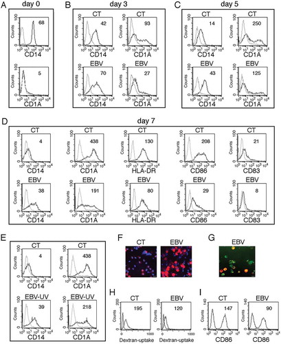 Figure 2. EBV reduces DC formation. (a) FACS profiles of CD14 and CD1A expression in purified monocytes before initiating the differentiating process; (b, c and d) time-dependent FACS analysis of CD14 and CD1A surface expression on differentiating monocytes exposed or unexposed to EBV, after 3, 5 and 7 days of culture in the presence of the differentiation cocktail; in (d) also HLA-DR, CD86 and CD83 expression is indicated; (e) CD14 and CD1A expression in monocytes exposed to UV-inactivated EBV after 7 days of culture. (f) CD14 expression on differentiating monocytes exposed or unexposed to EBV, following 5 days of culture in the presence of CSF2 and IL4, as evaluated by IFA. DAPI staining is shown in blue and CD14 in red; bars: 10 µm; (g) IFA showing CD14 expression in GFP-EBV-positive monocytes. CD14 is red stained. Bars: 10 mm; (h) FACS analysis of FITC-dextran uptake by differentiating monocytes exposed or unexposed to EBV; (i) FACS analysis of CD86 surface expression on differentiating monocytes exposed or unexposed to EBV, stimulated with LPS for 24 h. The mean of fluorescence intensity is reported. Solid grey peaks represent the isotype controls. One representative experiment out of 3 is shown.